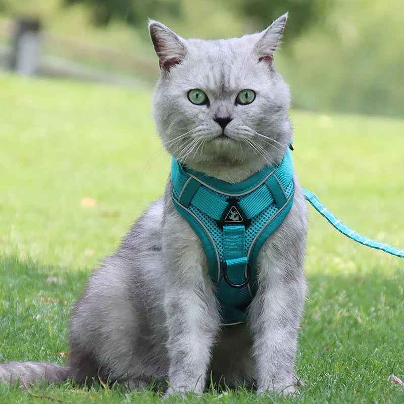 How to Keep an Indoor Cat Entertained (Vet-Approved Tips) - Purrfect Pet Stop 
