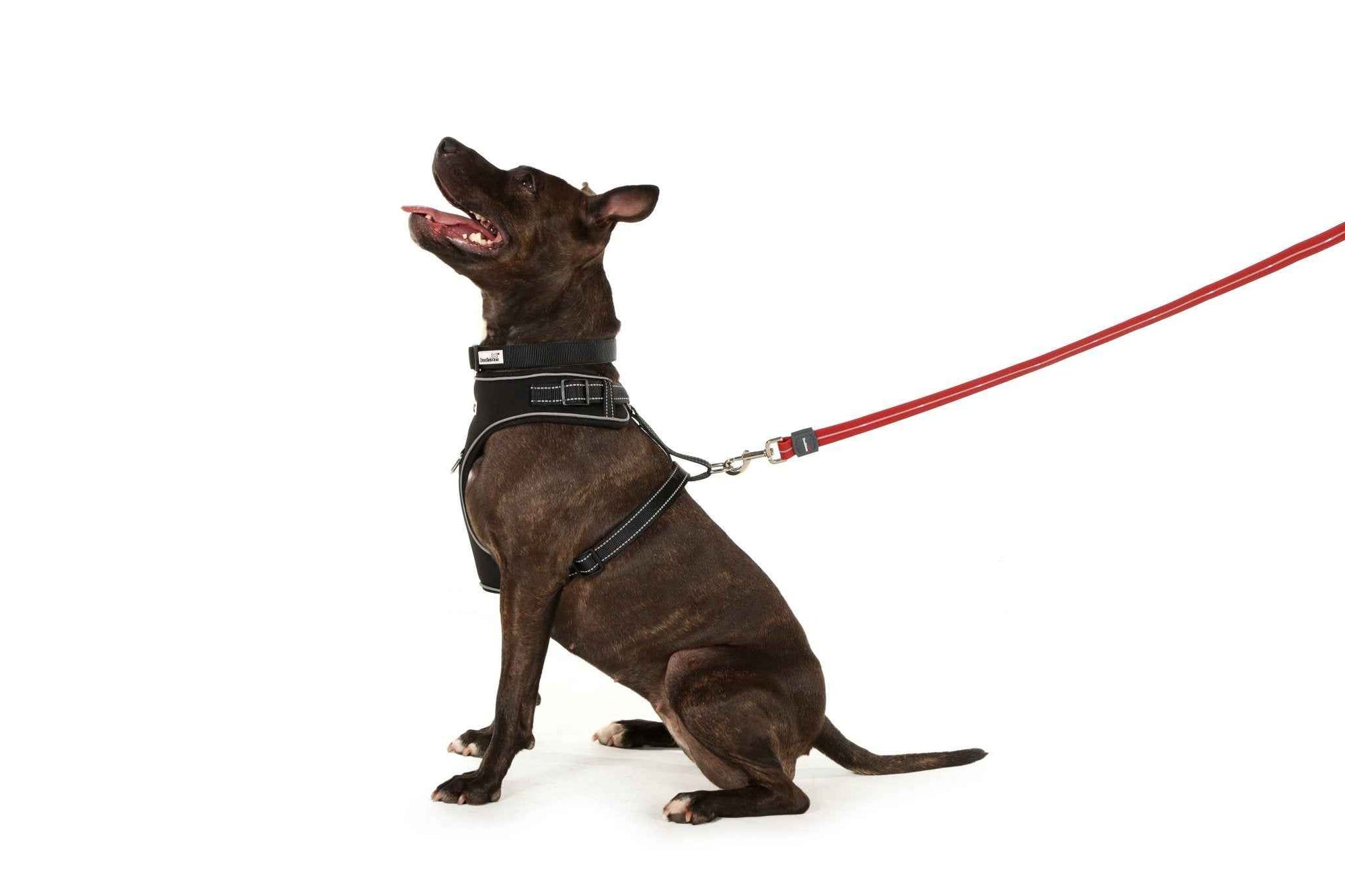 LED Dog Safety Lead — See Your Dog Instantly At Night