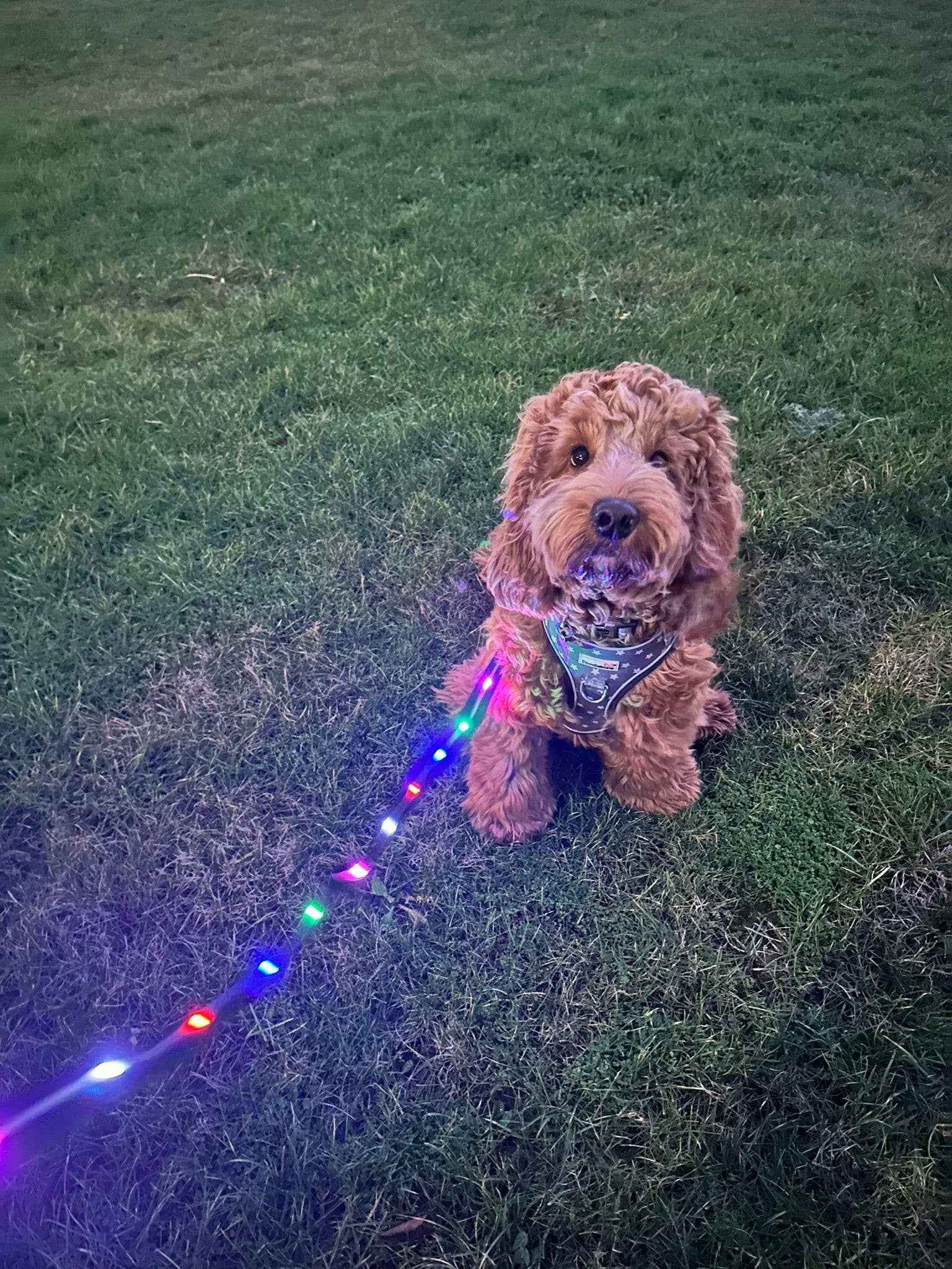LED Dog Safety Lead — See Your Dog Instantly At Night
