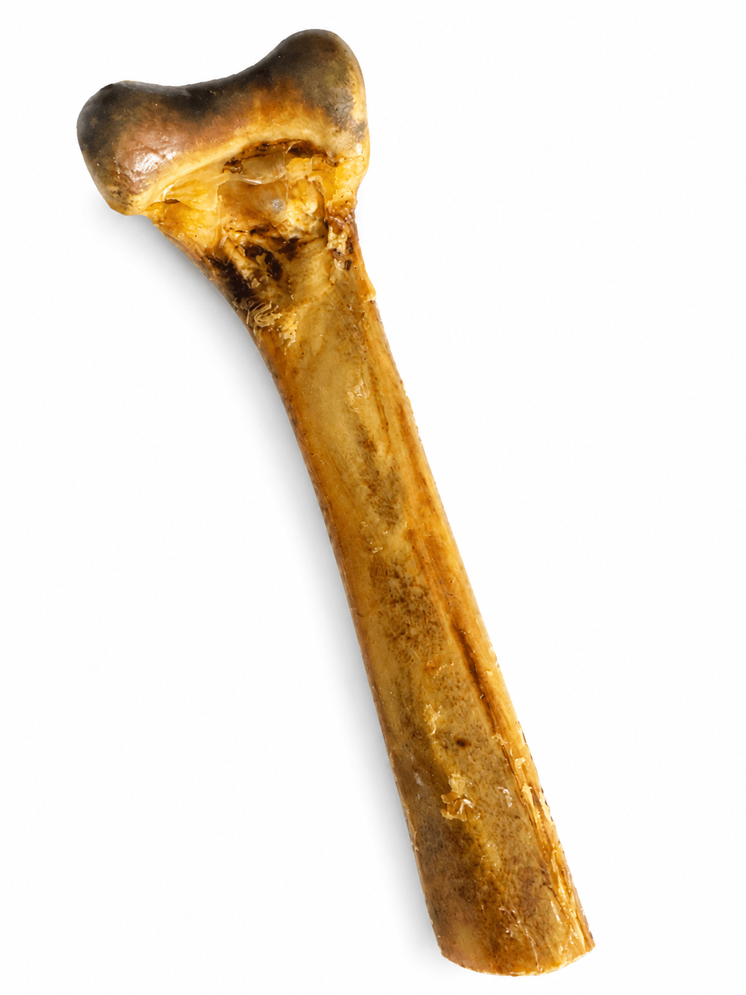 Ostrich Metatarsus Bone for Dogs | Long Lasting Natural Dog Chew - Purrfect Pet Stop