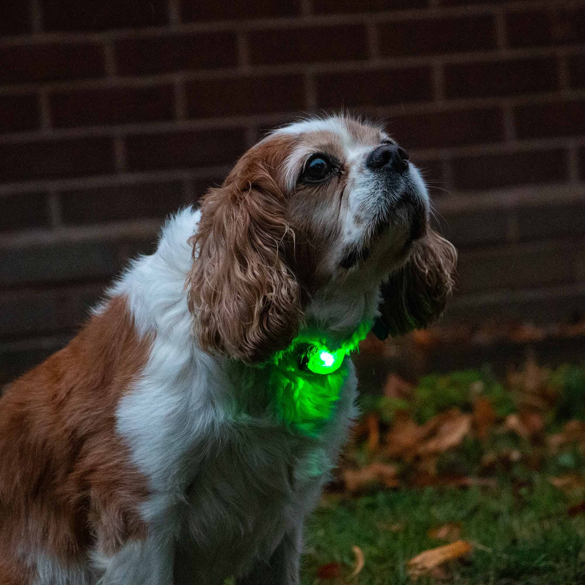 Rechargeable Dog Safety Clip - On Light — Be Seen Every Walk - Purrfect Pet Stop