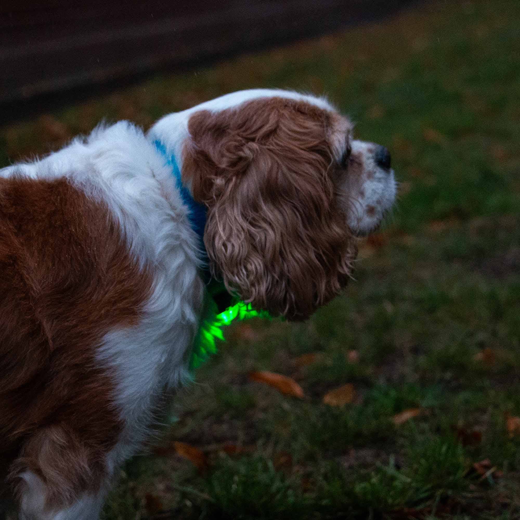 Rechargeable Dog Safety Clip - On Light — Be Seen Every Walk - Purrfect Pet Stop