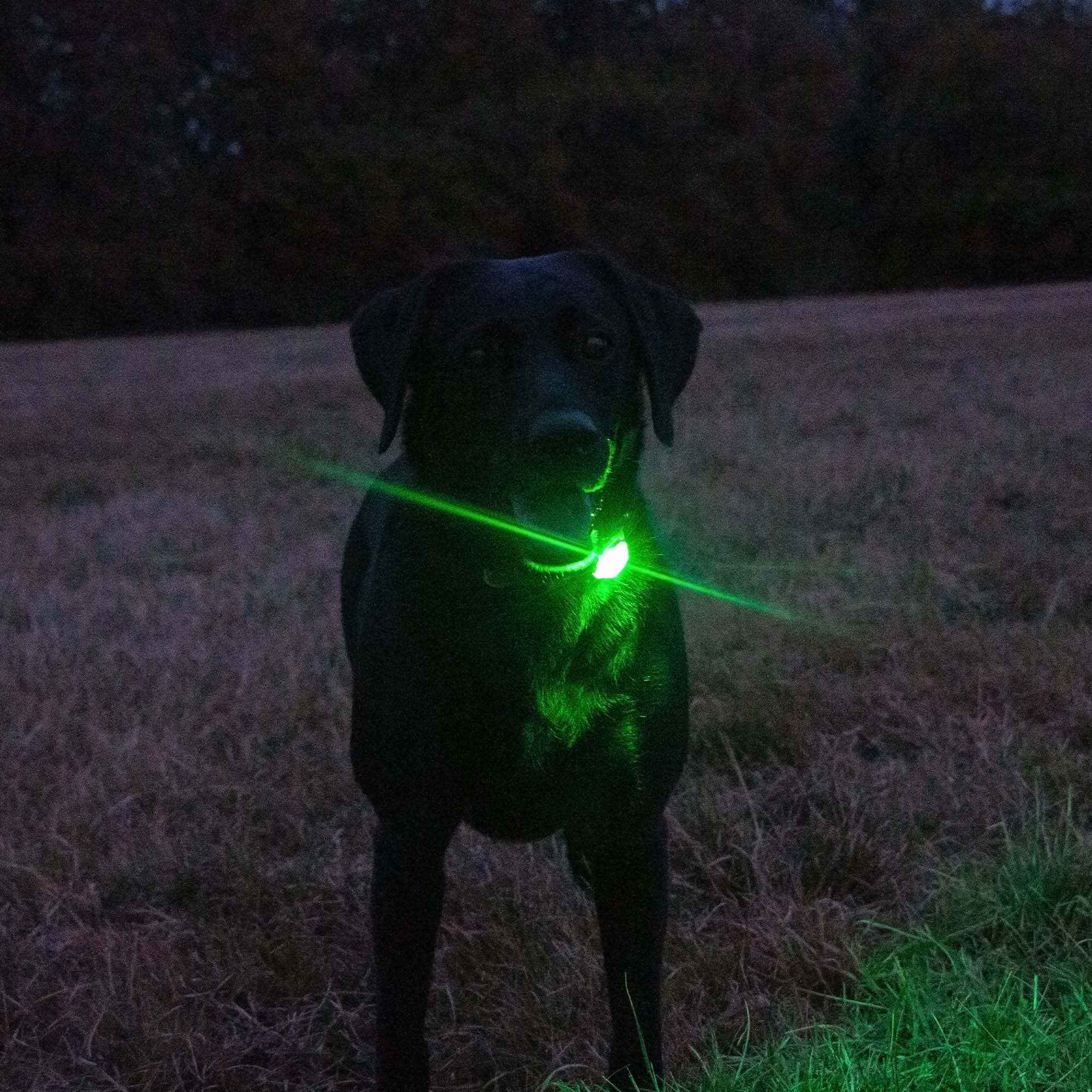 Rechargeable Dog Safety Clip-On Light — Be Seen Every Walk